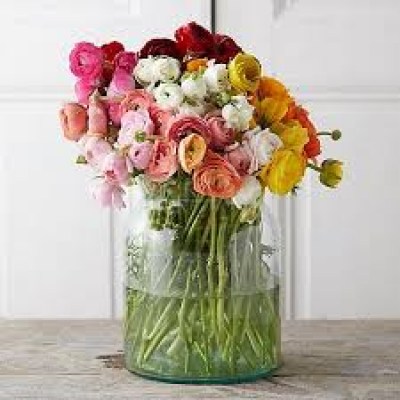 100 stems ranunculs in a vase